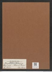 Amphitetras balearica (Cleve et Grun.) De-Toni (de-Toni-Nr.: Genus 137, Species 3615) Zeichnungen Sammlung Grunow Mappe 03766 (Herbarium_W_Grunow_drawings_Folder_03766)